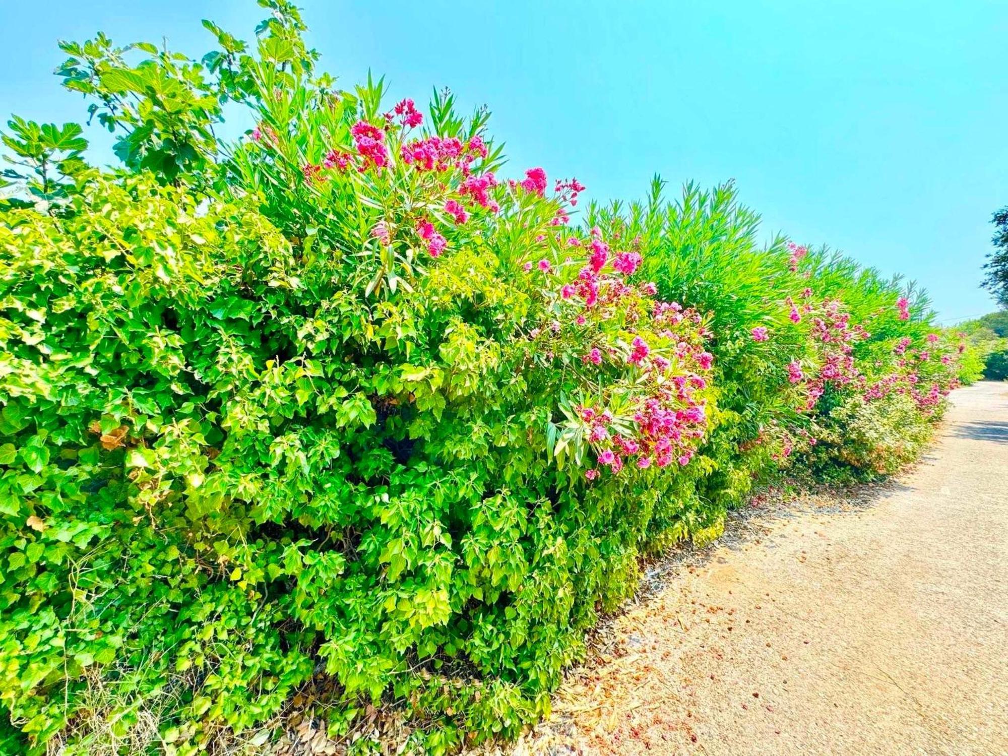Tetraktys Estate Beachside Υδωρ Agios Matthaios  Exterior photo